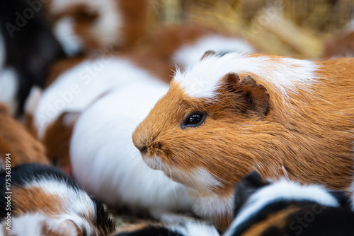 Profile view of a hamster in brown and white colours and black eyes