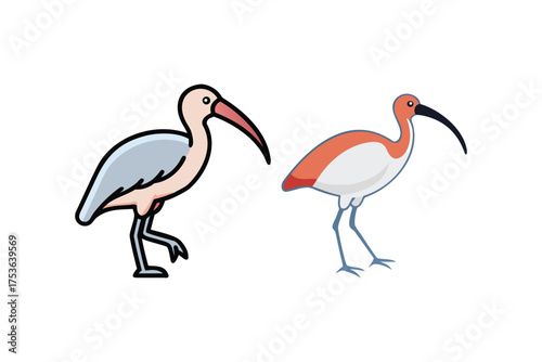 Two illustrated white ibis birds with distinct color variations shown side by side