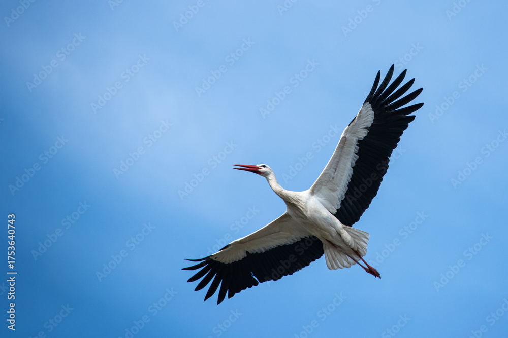 Fototapeta premium White stork flying wide open wings and open beak