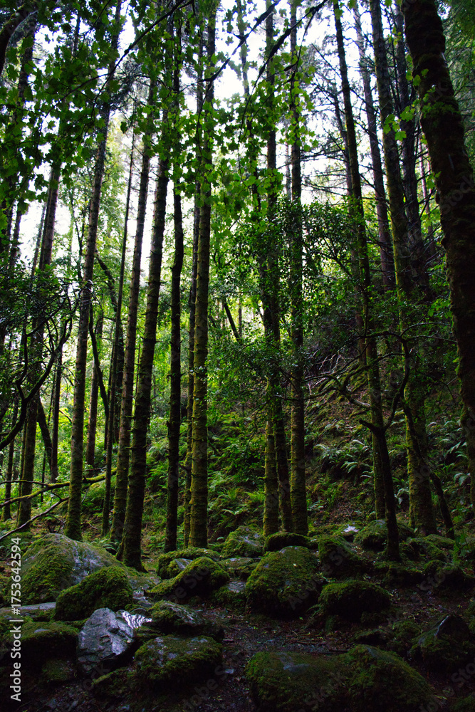 Obraz premium Lush, verdant forest with towering moss-covered trees, creating a serene and enchanting atmosphere.