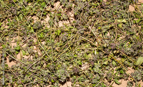 Thyme is a medicinal plant for brewing tea.Thyme is a medicinal plant.Thyme background.Dried thyme.Creeping thyme.