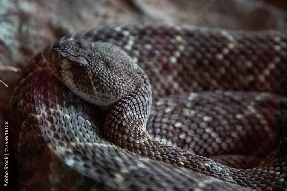 Obraz premium Observe a coiled rattlesnake resting calmly, its scales a mesmerizing pattern of nature's design, perfect for reptile lovers and wildlife enthusiasts