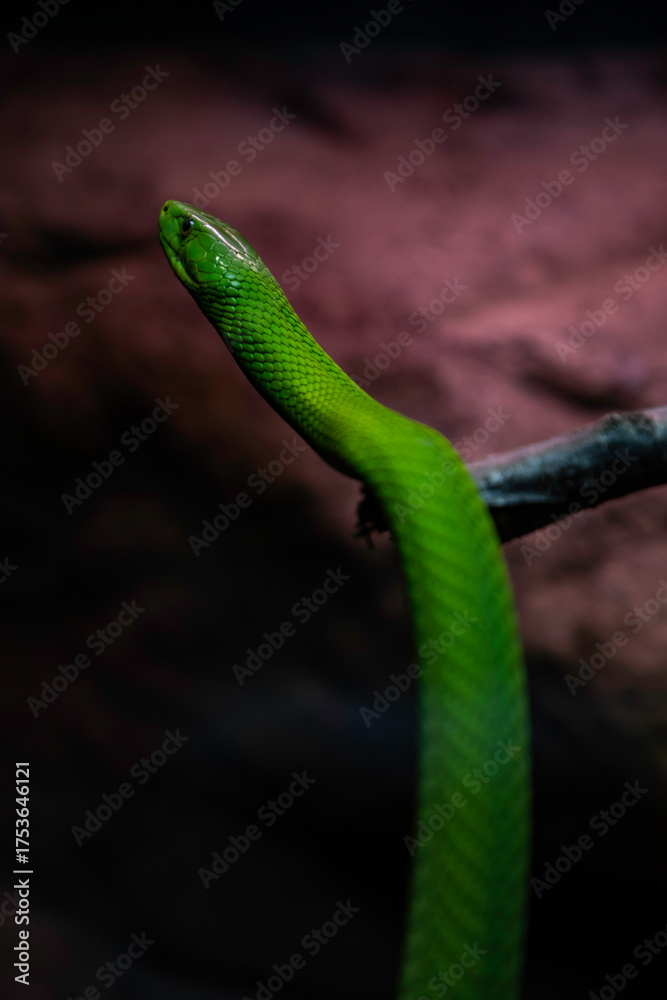 Fototapeta premium Vibrant green mamba snake slithering on a branch in its natural habitat, a captivating wildlife portrait for nature enthusiasts and educational purposes