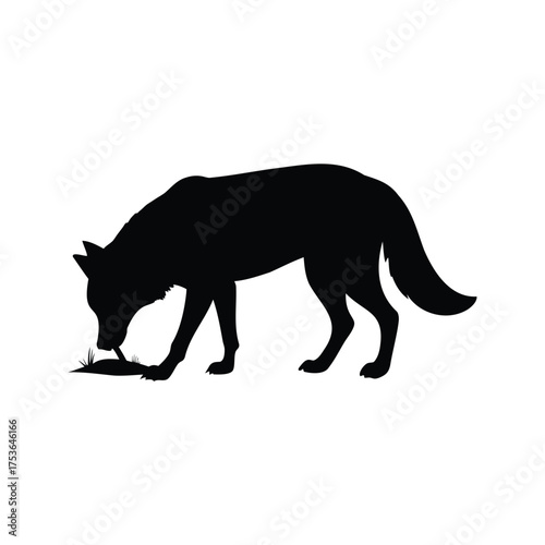 Silhouette of a wolf examining or eating prey on a white background, wolf sniffing ground silhouette vector illustration