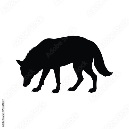 Silhouette of a Wild Wolf Foraging with Focused Intensity in Black, wolf sniffing ground silhouette vector illustration