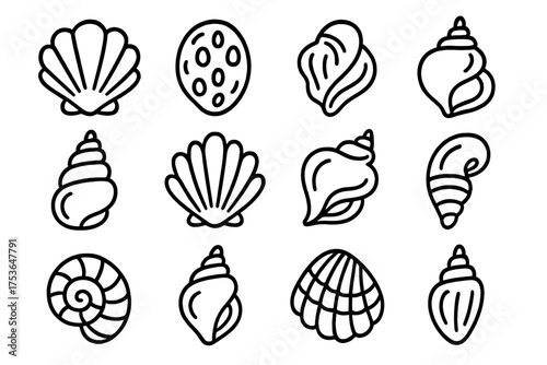Drawings of various seashells in different shapes and styles on a simple white background showcasing marine life diversity