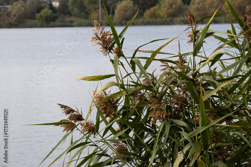 Common reed on the shore of a lake. Horizontal shot.