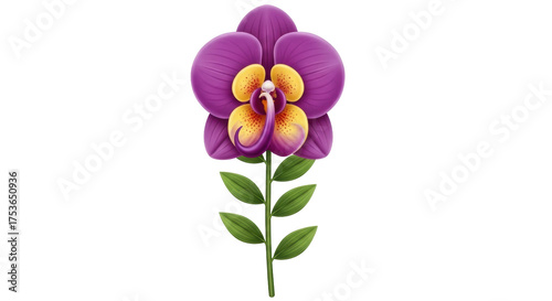 Isolated beautiful purple orchid flower with yellow center; elegant and decorative clip art