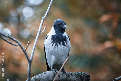 Fotografija A captivating close-up portrait of a striking black and white bird perched on a branch, its keen eyes and vibrant plumage commanding attention