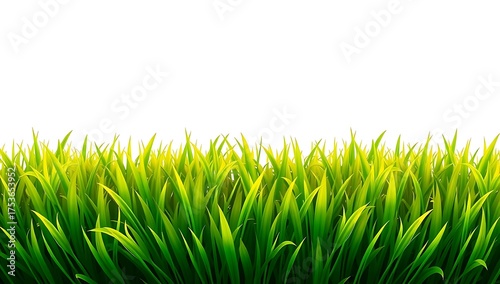 Vibrant green grass blades illuminated by soft sunlight against a clean white background