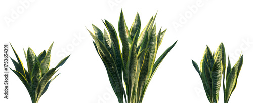 Fotografía Set of Sansevieria trifasciata (the snake plant, Saint George's sword, mother-in