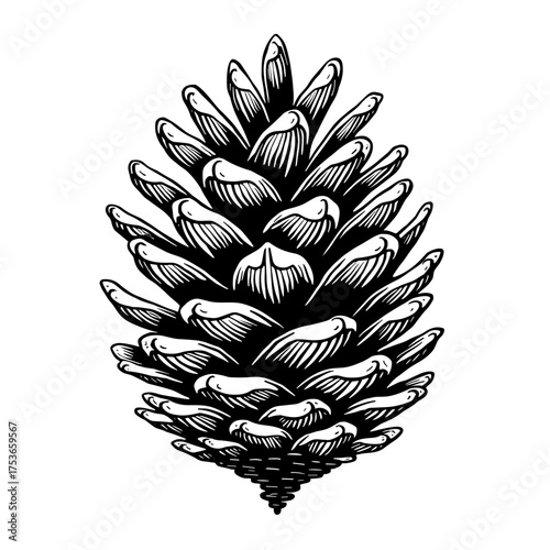 Black and white monochrome vector illustration of a pine cone in hand-drawn engraving style. Christmas natural element - winter forest - holiday symbol - rustic decor