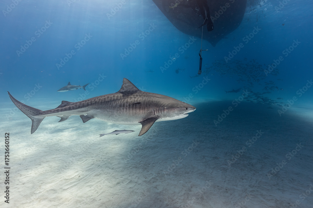 Obraz premium Underwater Scene with Shark and Fish