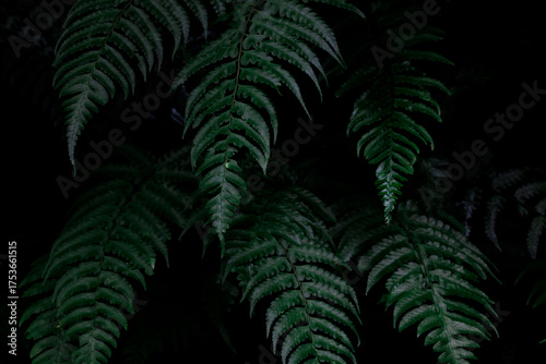 green fern in the dark