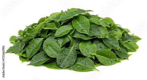 Natural composition of eco green leaves
