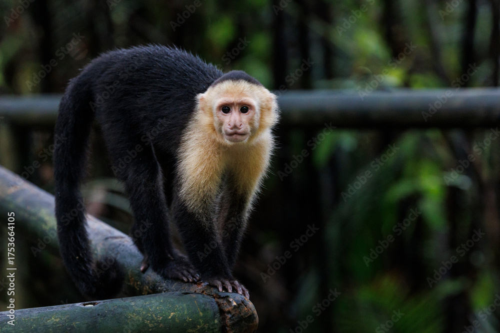 Fototapeta premium Monkey in jungle