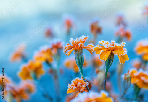 orange marigold flowers covered with cold clear crystals of blue frost on a frosty morning in the autumn garden