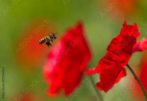 A bee flies over red poppy flowers in a summer field and pollinates