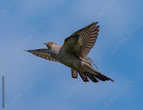 The common cuckoo bird flies against the blue sky with its feathers and wings spread.