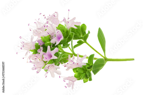 blooming oregano isolated on white background