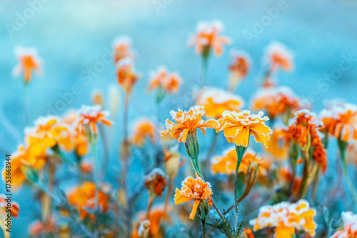Bright orange marigold flowers covered with cold crystals of frost on a frost...