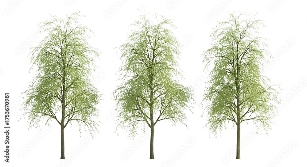 Obraz premium Three light green trees with detailed branches on transparent transparent background