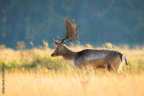 Fallow deer stag Dama Dama in a meadow
