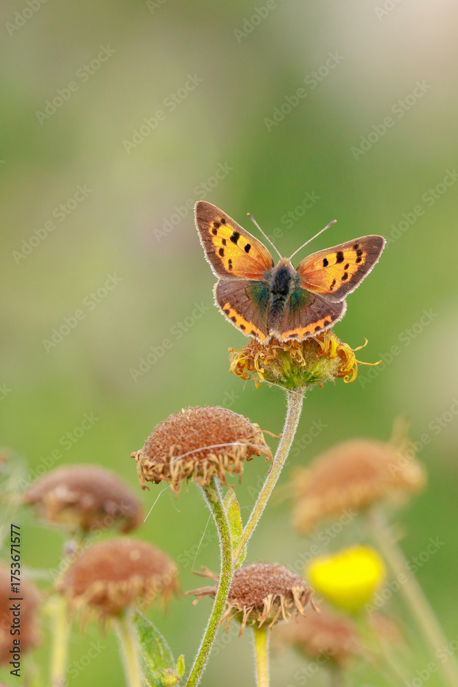 Fototapeta premium Small or common copper butterfly lycaena phlaeas closeup