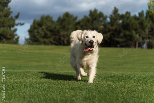 Excited Cream Golden Retriever Running Free on a Sunny Day