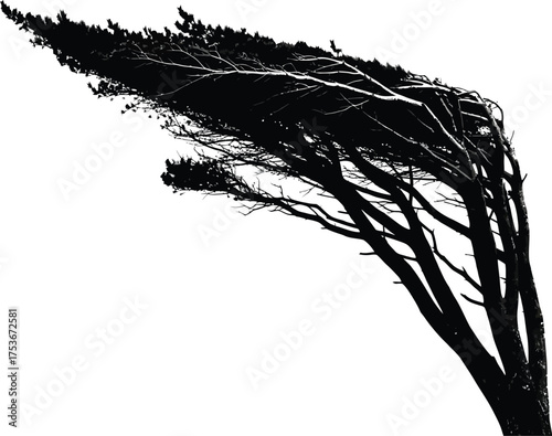 Windswept Tree Silhouette - Dramatic Black and White of Nature's Resilience Against Elements