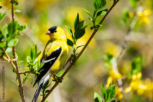 Bright yellow goldfinch bird, Spinus tristis, on a forsythia branch with a soft focus yellow forsythia flower background