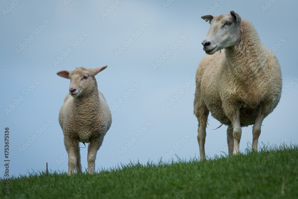 Fototapeta premium mother sheep and her lambs in lush green grassy field