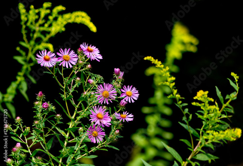 New England purple asters and goldenrod wildflowers against a dark background