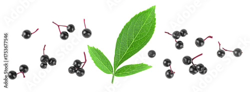 Ripe black elderberries with green leaves isolated on a white background, top view. Sambucus berries.
