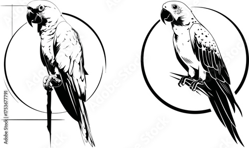 Set of Black and White Parrot Vector Illustrations for Tropical Design