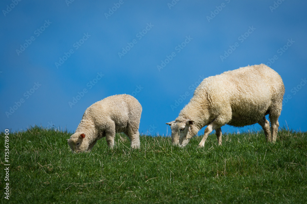 Fototapeta premium mother sheep and her lambs in lush green grassy field