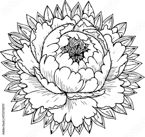 Stunning peony blossom illustration for elegant designs, invites, tattoos, and sophisticated botanical patterns, originally created as scalable vector art