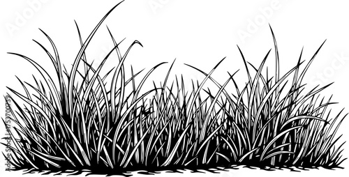 Картината върху платно Detailed line art illustration of grassy tufts, perfect for natural designs, eco