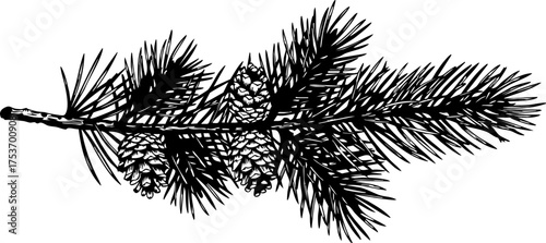 Elegant pine branch with cones for festive winter designs, holiday cards, rustic decor, and nature-inspired projects. A touch of evergreen charm!