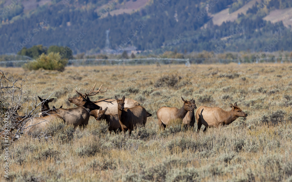 Naklejka premium Herd of Elk Rutting in Autumn in Grand Teton National Park Wyoming
