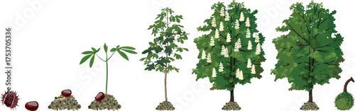 Life cycle of horse chestnut tree (Aesculus hippocastanum). Growth stages from seed and sprout to old tree and green crown isolated on white background	
