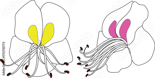 Horse chestnut flowers with pink and yellow spots isolated on white backgroun