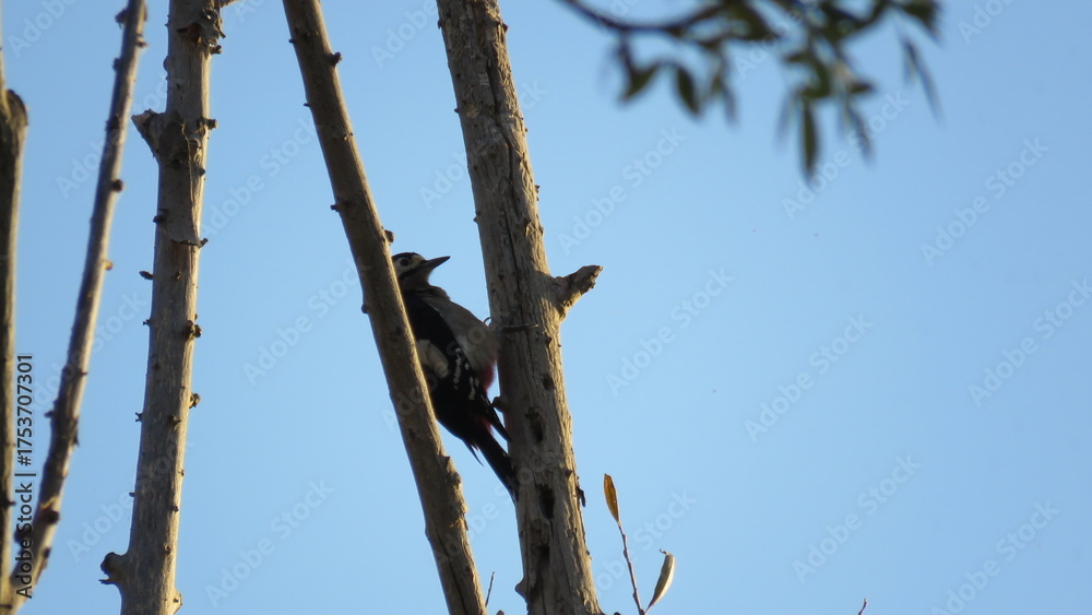Fototapeta premium La esencia del otoño capturada en un momento. Un curioso gorrión picotea entre hojas secas amarillas sobre el suelo de un parque, una tierna viñeta de la vida silvestre adaptándose al entorno urbano.