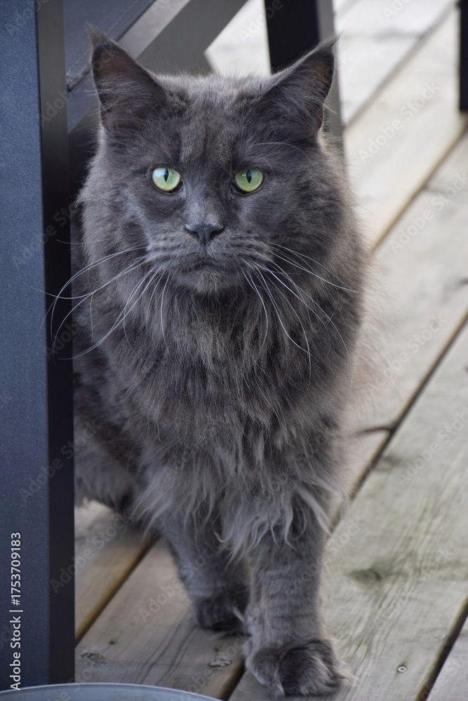 Obraz premium Gray purebred Maine Coon cat.