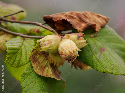Wallpaper Mural Three hazelnuts on a twig with leaves.
 Torontodigital.ca