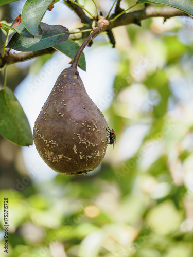 Wallpaper Mural Black fly on a rotten brown pear on a tree branch.
 Torontodigital.ca