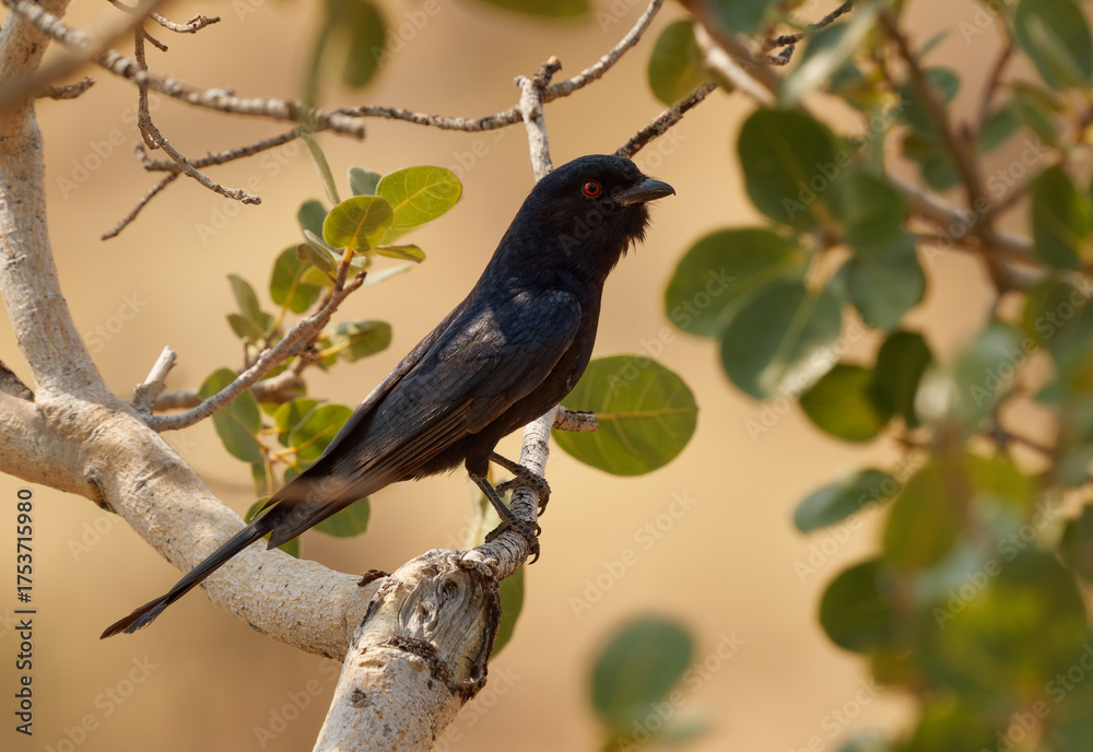 Obraz premium Fork-tailed Drongo - Dicrurus adsimilis also Common drongo, African drongo or savanna drongo, family Dicruridae, medium-sized passerine black bird, native to the tropics, subtropics of Africa
