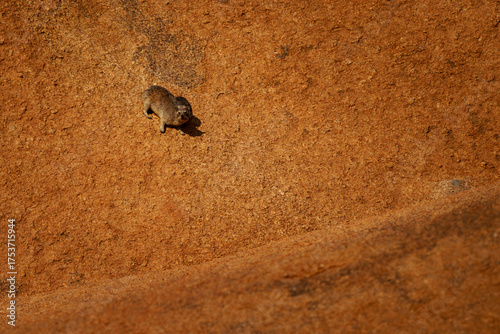 Rock Hyrax - Procavia capensis also dassie, Cape hyrax, rock rabbit and coney, medium-sized terrestrial mammal native to Africa and the Middle East, animal on the red rocks in Spitzkoppe