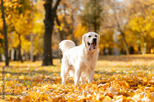 Adorable White Golden Retriever Enjoying a Sunny Day in an Autumnal Park
