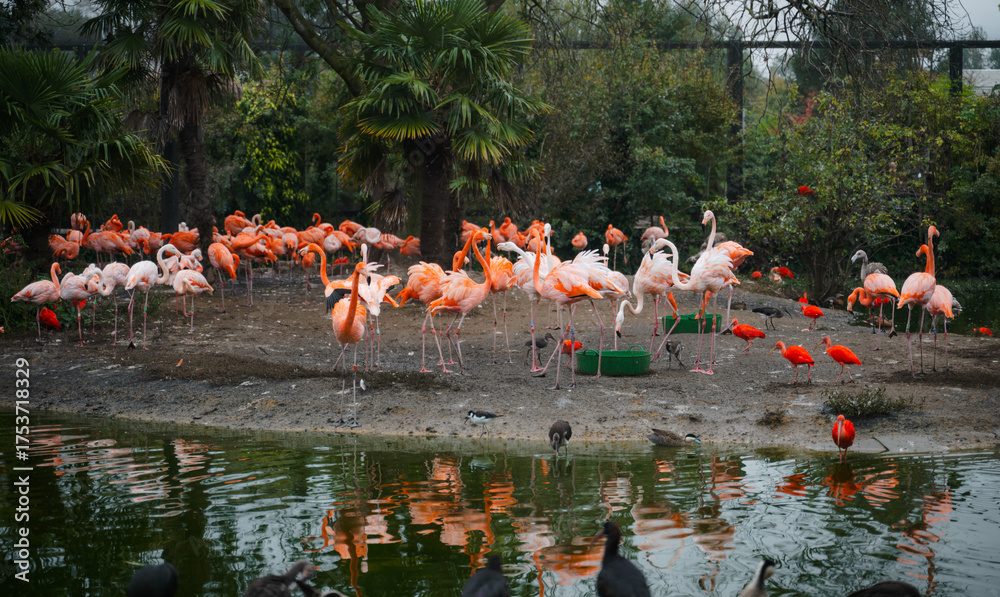 Naklejka premium A flock of flamingos are standing in a pond